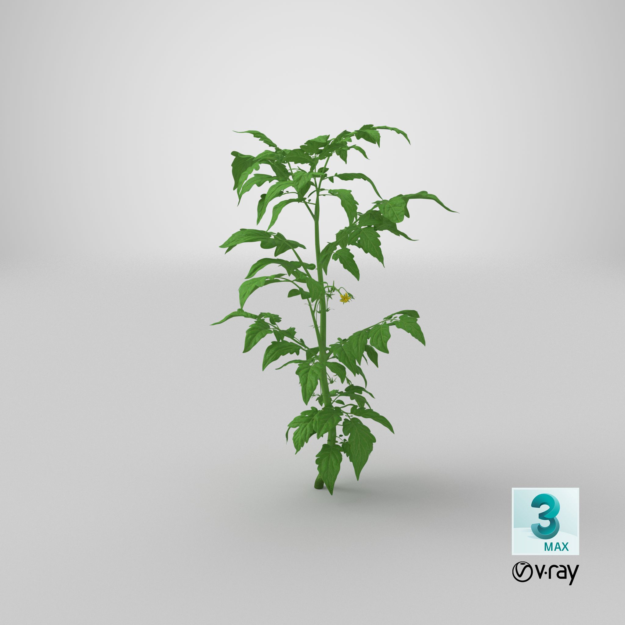 Jeune plant de tomate royalty-free 3d model - Preview no. 29