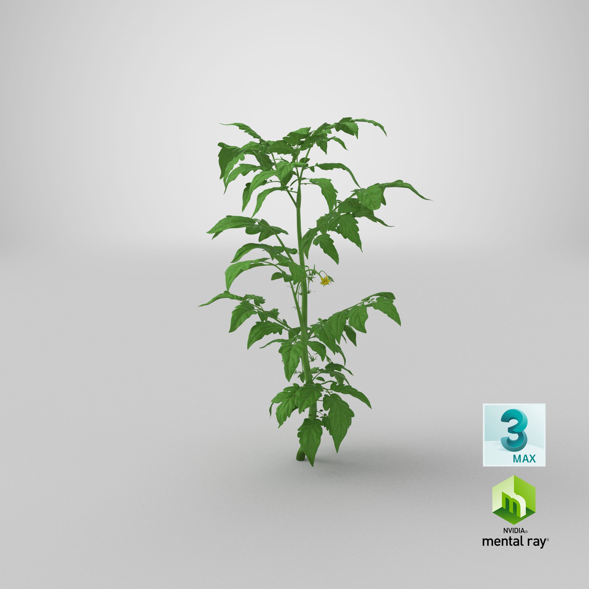 Jeune plant de tomate royalty-free 3d model - Preview no. 28