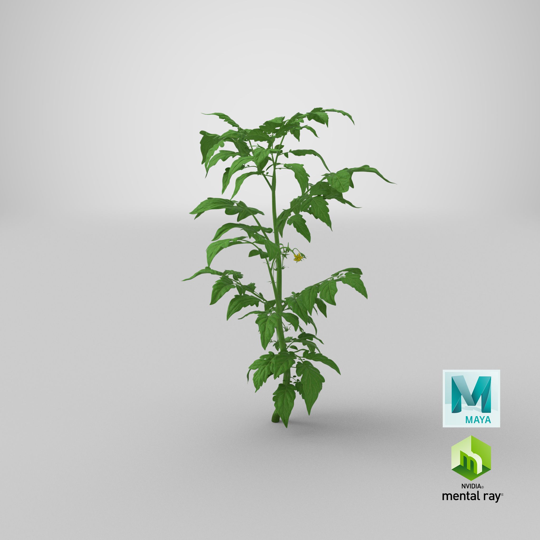 Jeune plant de tomate royalty-free 3d model - Preview no. 31