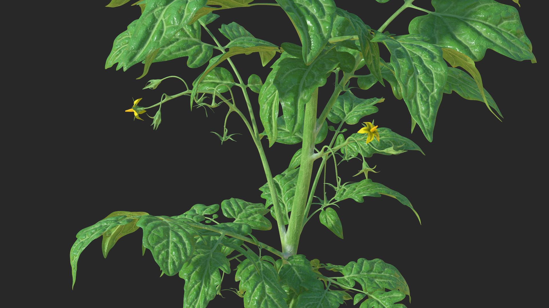 Jeune plant de tomate royalty-free 3d model - Preview no. 2