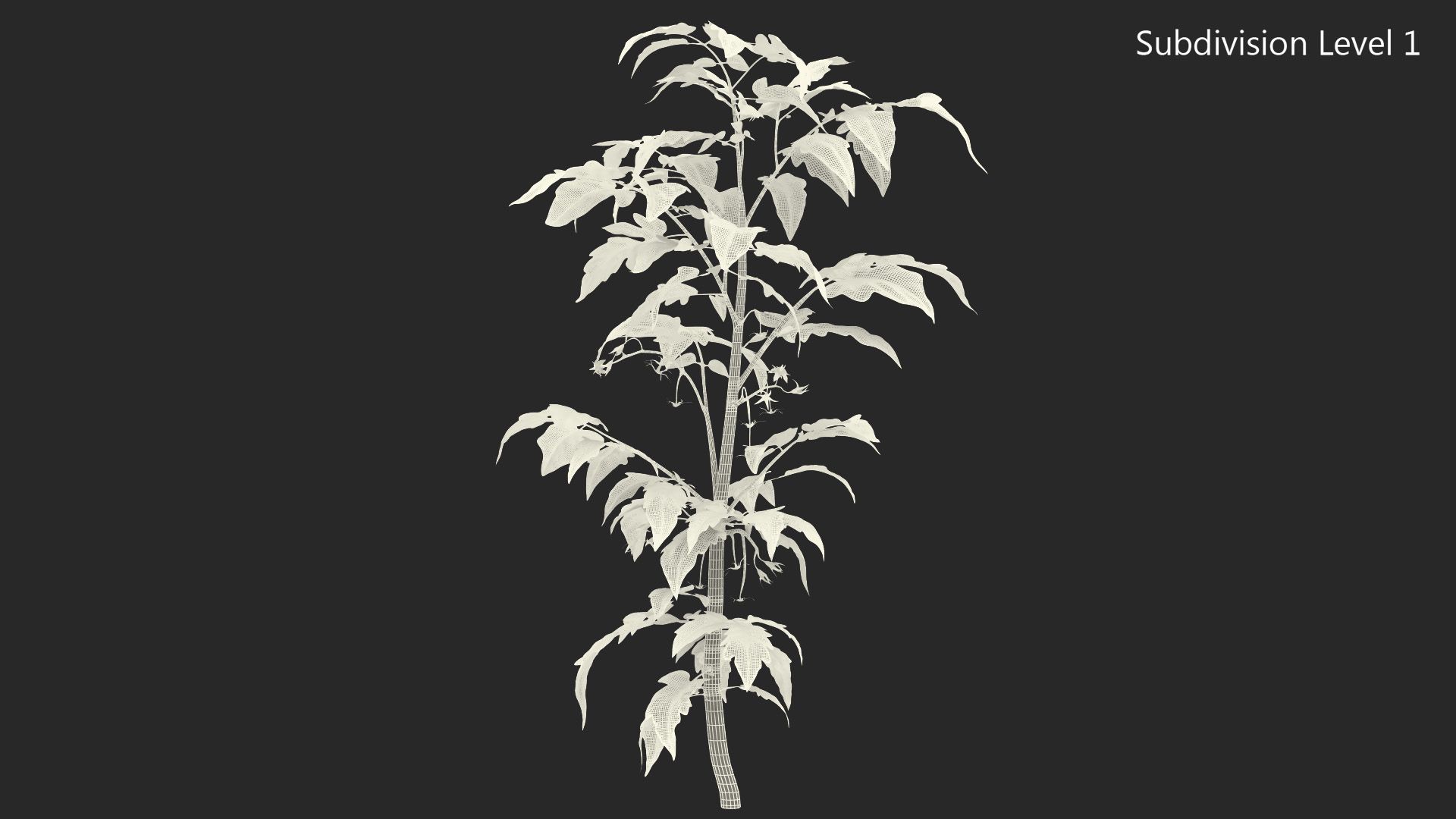 Jeune plant de tomate royalty-free 3d model - Preview no. 12