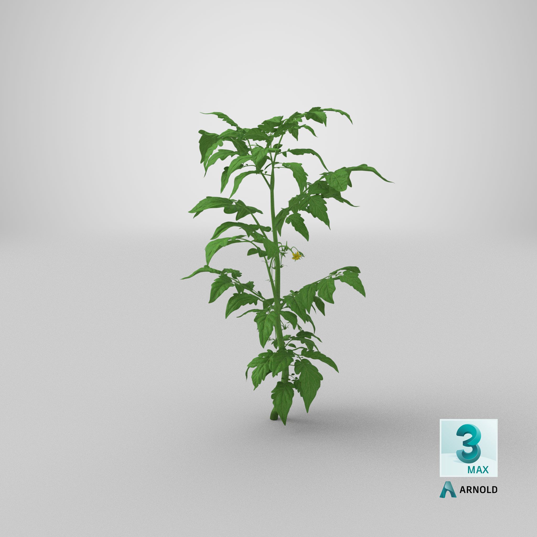 Jeune plant de tomate royalty-free 3d model - Preview no. 27