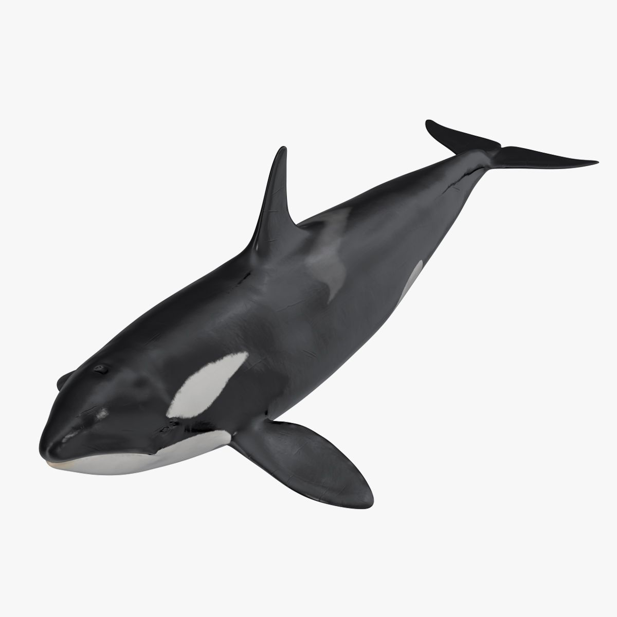 Orca 3d model