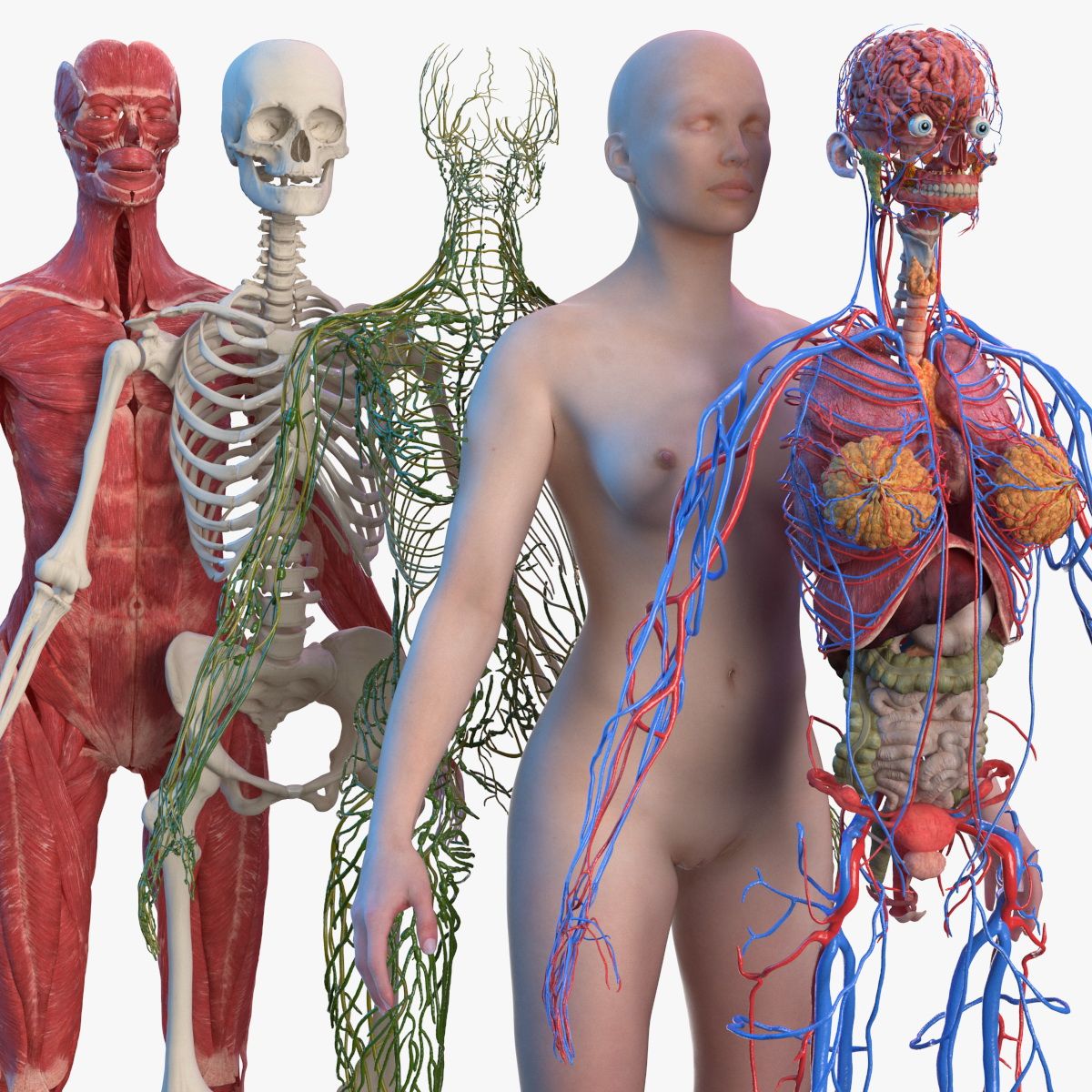 Complete Female Body Anatomy 3d model