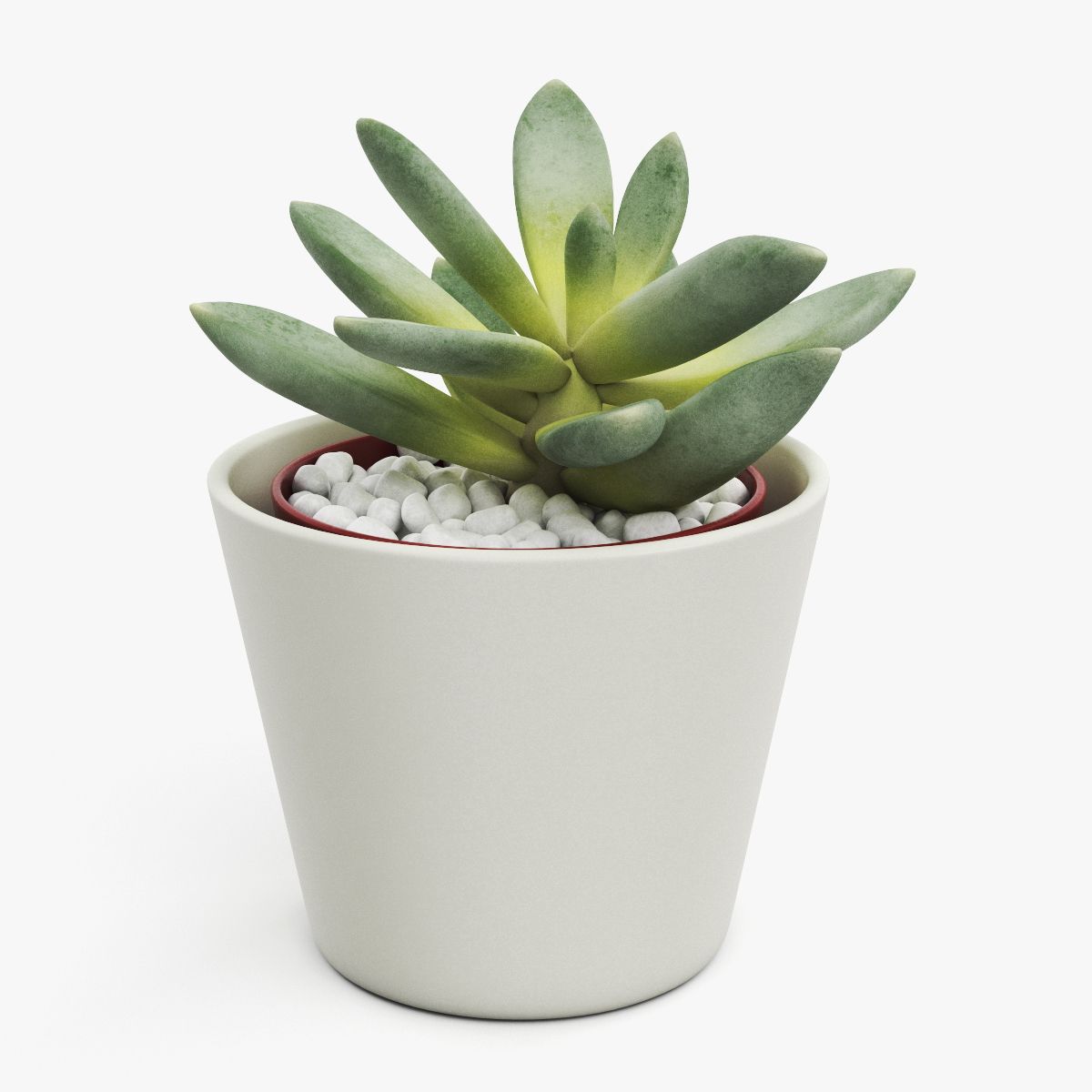 Decorative Indoor Plant 3d model