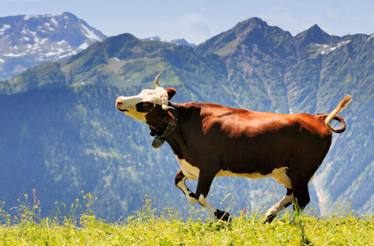 happy cow running and jumping out of winter stable into meadow