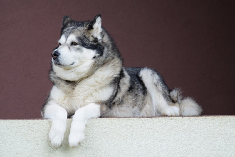 Alaskan Malamute