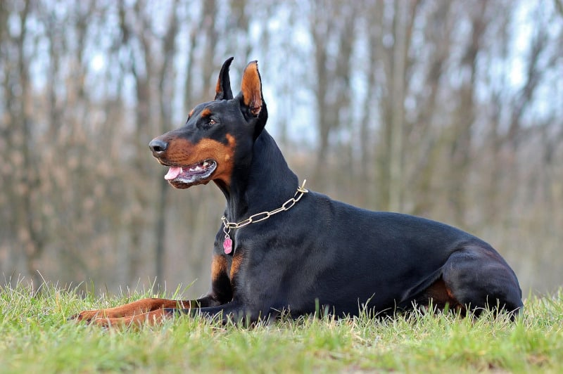 Doberman Pinscher