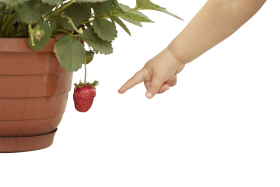 Potted Strawberry Plant with Fruit PNG