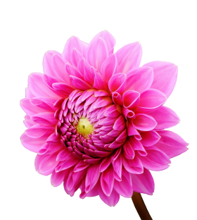 Dahlia Flower