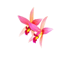 Orchid Flower