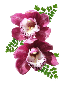 Orchid