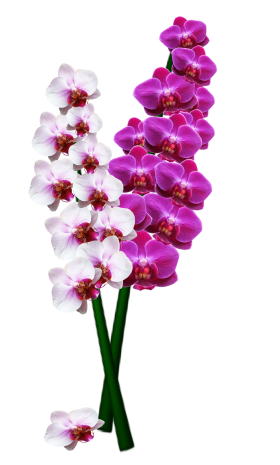 Orchid