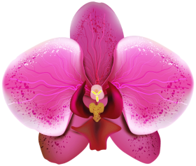 Orchid