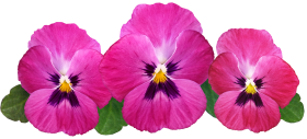 Pansies