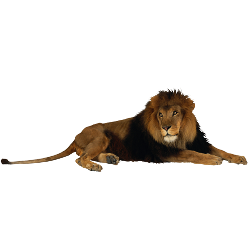 Lion PNG Image - PurePNG | Free transparent CC0 PNG Image Library