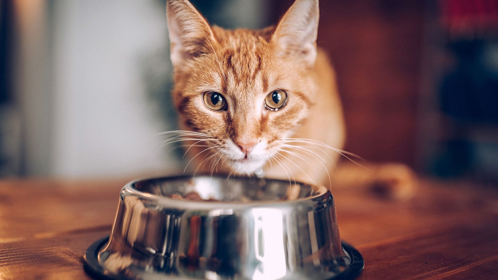 Cat eating from bowl