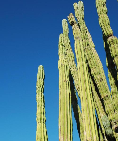 O imagine frumoasă din Mexicali