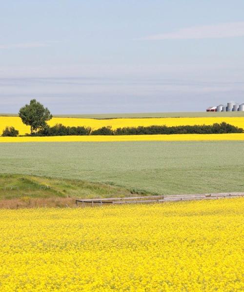 Et smukt billede af Red Deer