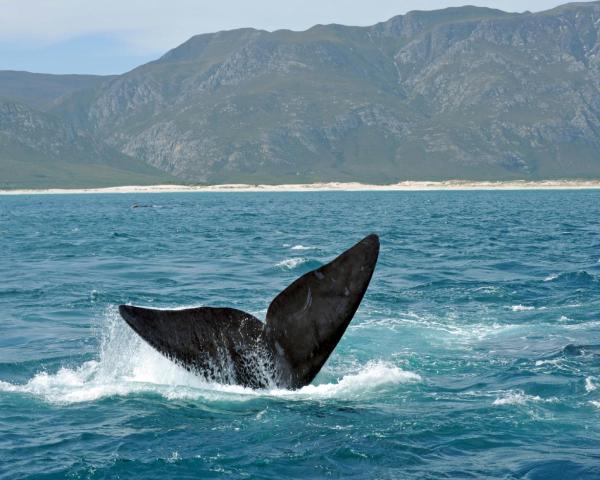 A beautiful view of Hermanus.