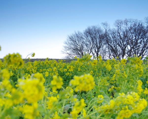 Ibusukiの美しい景色