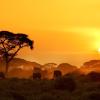 Flights from New York to Kenya