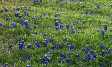 Πτήσεις προς Texas