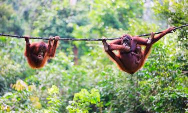 Vols pour la région : Borneo