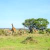 Flights to Nairobi National Park