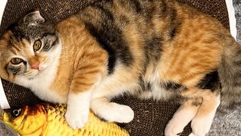 新入坑铲屎官的猫罐头研究笔记