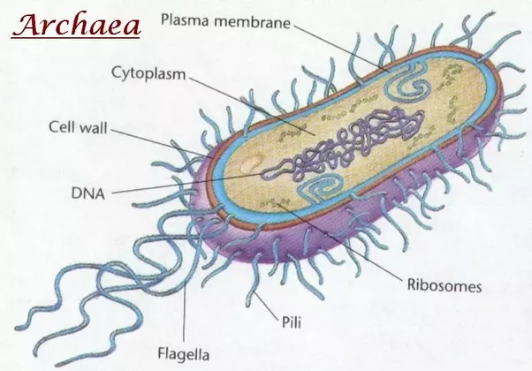 archaebacteria cell structure