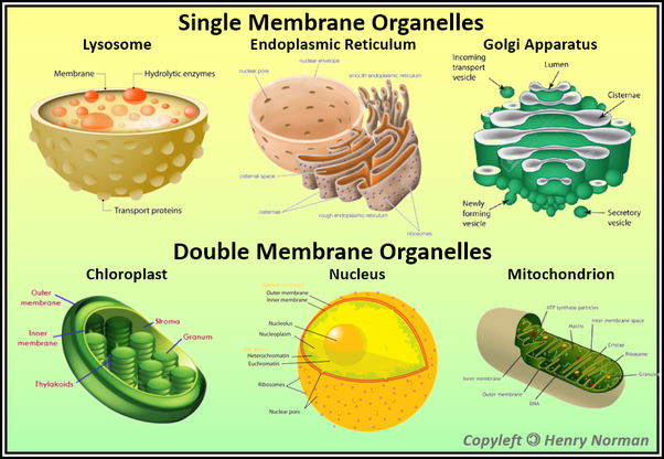 [DIAGRAM] Diagram Of Cell Organelles Name - MYDIAGRAM.ONLINE