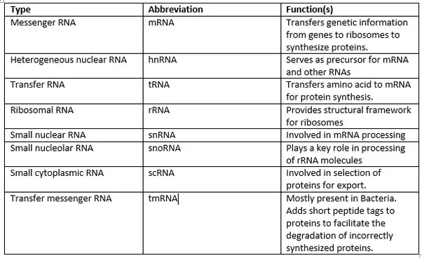 Types Of Rna Fuzzy Synapse - vrogue.co