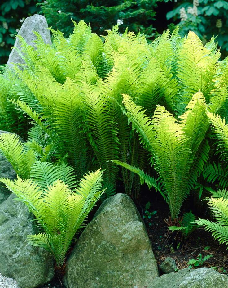 How Far Apart To Plant Ostrich Ferns