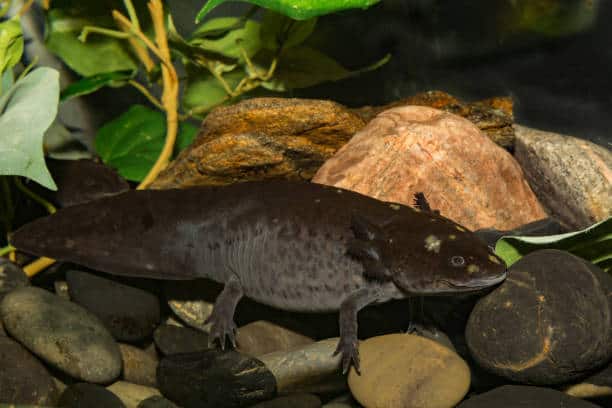 Adult Mexican Black Axolotl 