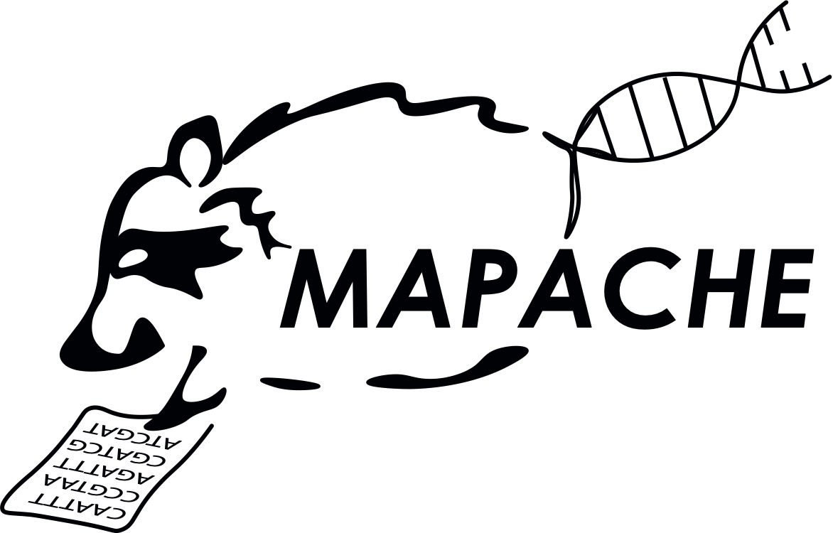 mapache