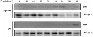 mRNA encoding either Xenopus β-globin (x-βglobin), Flag-tagged human Aven-WT or Flag-tagged Aven-NES282-292 were added to cycling Xenopus egg extracts to drive protein expression. Aliquots of extracts were then taken at the indicated times and immunoblotted with anti-phospho polo-like kinase-1 (pPlx, upper panels) and antiphospho Tyr15-Cdc2 (Cdc2 pY15, lower panels) antibodies.

Adapted from Esmaili et al. 2010. Cell Cycle. 9(19):3913-20. PMID: 20935510