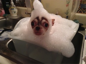 Dog bath