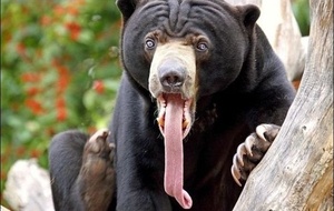 Long tongue bear