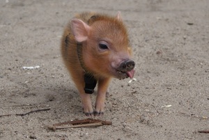 Pig with tongue out