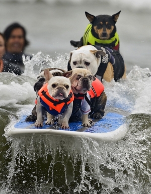 Dogs surfing