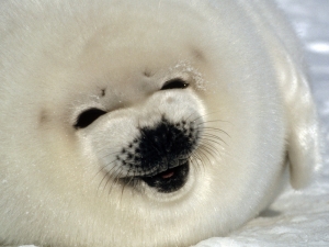 Happy seal