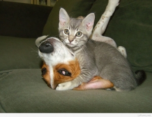 Kitten loves dog