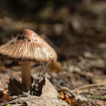 inocybe