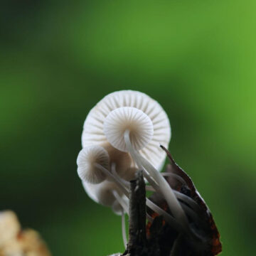 mycena