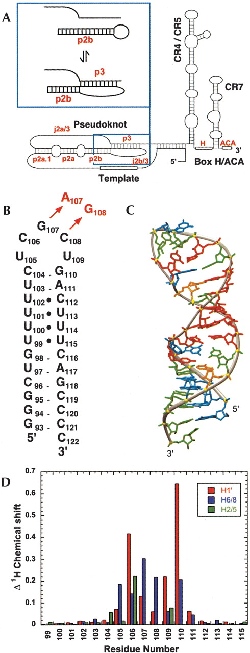 YNMG tetraloop formation by a dyskeratosis congenita mutation in human ...