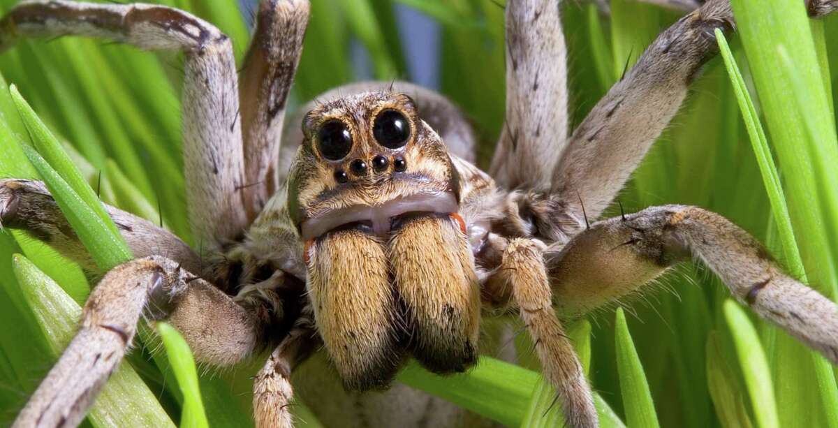 S.A.'S Common Critters: Nothing Big Or Bad About The Wolf Spider — No  Matter How Scary It Looks