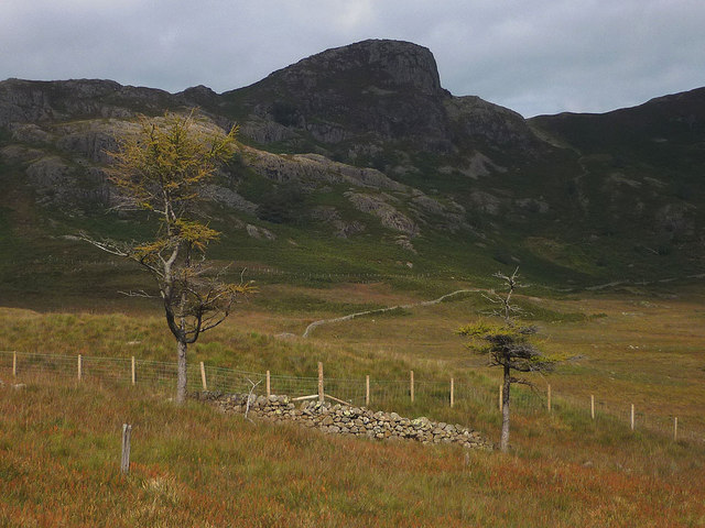 Larches below Side Pike