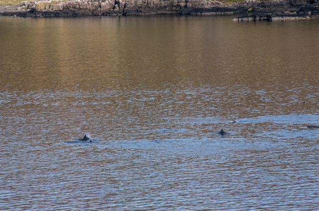 Dolphins in Calgary Bay