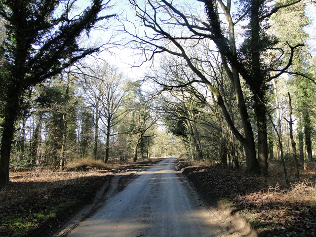 Road towards Holkham Heath